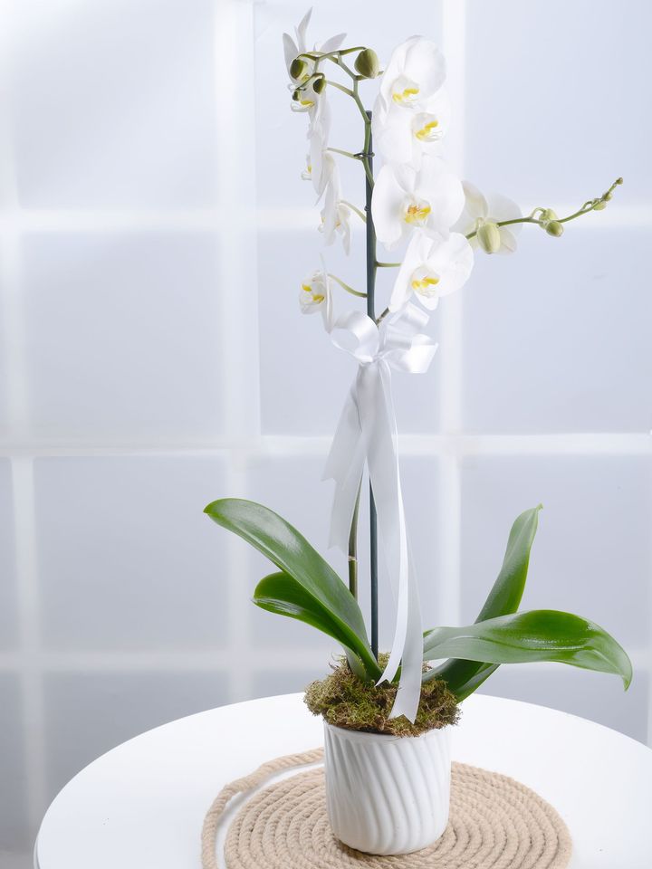 Beyaz Bir Sayfa Orkide Çiçeği | Orkideler