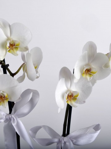 Çift Dallı Beyaz Orkide Çiçeği Orkideler çiçek gönder